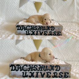 Dachshund Puppies from Dachshund Universe