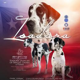 Dora - Great Dane