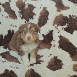 Poe - Red tri-color Australian Shepherd puppy in Amarillo, Texas from Luna’s Mini Aussies