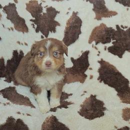 Poe - Red tri-color Australian Shepherd puppy in Amarillo, Texas from Luna’s Mini Aussies