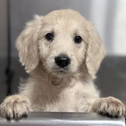 Goldendoodle, Golden Retriever, Poodle, and Shih Tzu Puppies from Platinum Paws Puppies