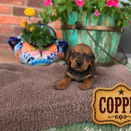 Dachshund Puppies from Rodeo Doxies
