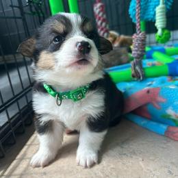 Victor Glover - Black and white male American Corgi puppy in Cocoa, Florida from Cascadian Space Coast Corgis LLC