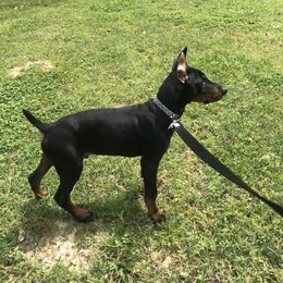 Doberman Pinscher and Labrador Retriever Puppies from Mississippi K9 Kennel