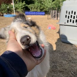 Perseus - White Collie puppy in Silverton, Oregon from Meissa Collies