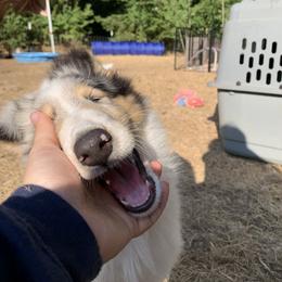 Perseus - White Collie puppy in Silverton, Oregon from Meissa Collies