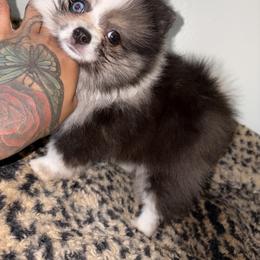 Lola - Black and tan female Pomeranian puppy in Okmulgee, Oklahoma from 918 Pomeranians