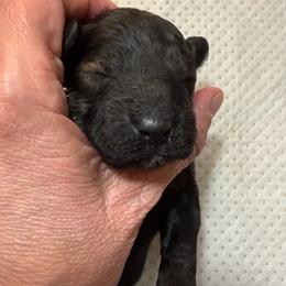 Drake - Sable male Poodle puppy in Azle, Texas from Texas Kissed K9s
