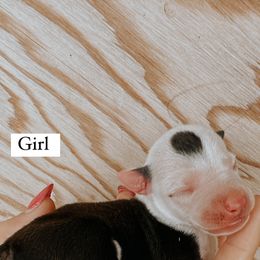 Girl 2 - Italian Greyhound puppy in Waianae, Hawaii from Makanalani Yorkies and Iggys