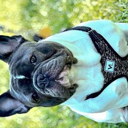 Louie - French Bulldog