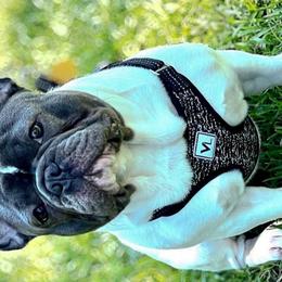 Louie - French Bulldog