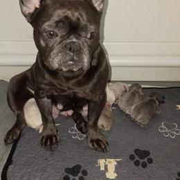 French Bulldog All Grown Up from Jen Haney