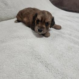 Lena - Red female Dachshund puppy in Visalia, California from DachGraston Dachshunds