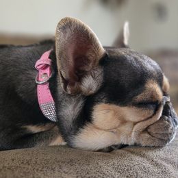 Athena - French Bulldog