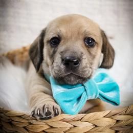 Boy 1 - Cream male Dachshund puppy in Laurel, Mississippi from Kissinger Dachshunds
