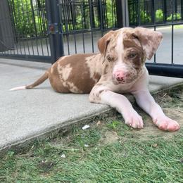 Light green collar male - Red merle male Catahoula Leopard Dog puppy in Gadsden, Alabama from Rich Cat’s