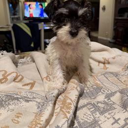 Girl 2 - Parti female Miniature Schnauzer puppy in Bloomington, California from Mini Beard Buster Kennel