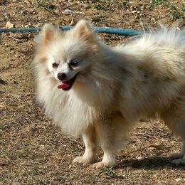 Taka - White male Pomeranian puppy in Laredo, Texas from SASH Poms