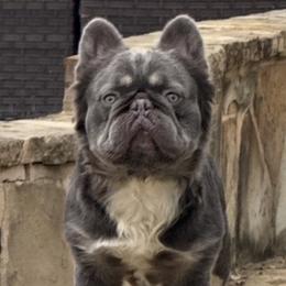 Drago - French Bulldog