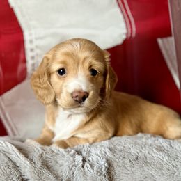 Lucille Ball - Red Dachshund puppy in Stoutland, Missouri from Farmhouse Dachshunds