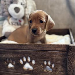 Ed - Red male Dachshund puppy in Franklin, Tennessee from Wendy's Weenies
