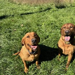 Labrador Retriever puppies from Sager’s Labrador Puppies