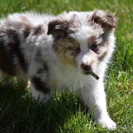 Australian Shepherd Puppies from Wayward Trails Kennel
