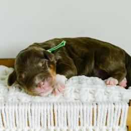 Oakley - male Australian Mountain Doodle puppy in Spanish Fork, Utah from K Brand Doodles
