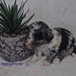Aussiedoodle Puppies from B's Aussiedoodles