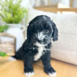 Cedar - Black and chalk male Australian Labradoodle puppy in Palmdale, California from Heavenly Doodles