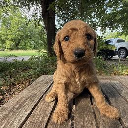 Paul - Red  male Goldendoodle puppy in Heath, Texas from Doodles Divine