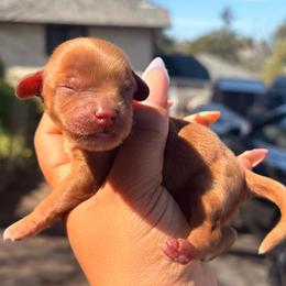 Cranberry - Red male Cavapoo puppy in El Sobrante, California from Mckendra's Legacy
