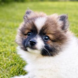 Buddy - Tri-colored male Pomeranian puppy in Rhome, Texas from TyeDye Kennels