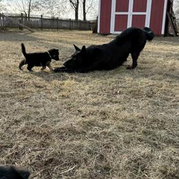 German Shepherd Puppies from Legacy K9’s