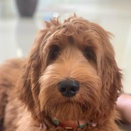 Goldendoodles from Simply Pawfect Doodles