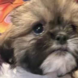 Shih Tzus from ShihTzu Florida