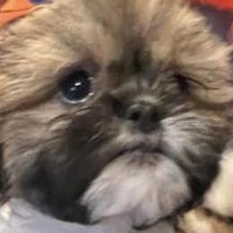 Shih Tzus from ShihTzu Florida