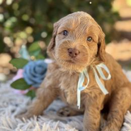 Kona - Caramel male Australian Labradoodle puppy in Elk Grove, California from Sacto Labradoodles