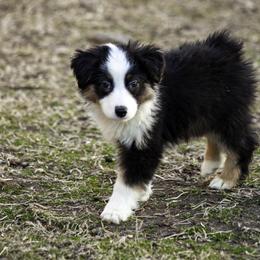 Daytona brown eyes - Black tri male Miniature American Shepherd puppy in Franklinville, North Carolina from Fine Hill Miniature Americans