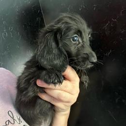 Nicole girl 2 - Black female Dachshund puppy in Bigfork, Minnesota from Dachshunds Up North