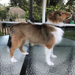 Maggie - Sable and white female Shetland Sheepdog puppy in North Port, Florida from Yardart Shelties
