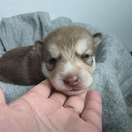 Cammy - Red and white female Pomsky puppy in Blaine, Minnesota from Yuna's Pomsky