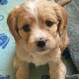 Pinky - Red female Cavapoo puppy in Mesa, Arizona from Bubble-ishous Cavaliers, Cavapoos and Portadoodles