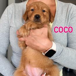 Coco - Dark golden female Golden Retriever puppy in Rancho Cucamonga, California from Robinson Retrievers