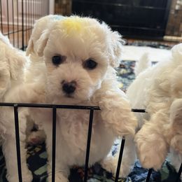 Yellow boy - White male Bichon Frise puppy in Wilmington, North Carolina from Cape Fear Bichons