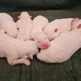 AKC boy 'Puff' - White male Samoyed puppy in Tombstone, Arizona from High Lonesome