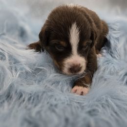 Nemo - Red tri-color male Australian Shepherd puppy in Mehoopany, Pennsylvania from Crooked Creek Australian Shepherds