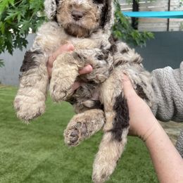 "Apricot" Goldendoodle Puppies from Simply Doodles Ojai