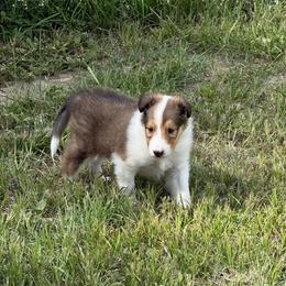 Laird Siobhad (Shi-vawn) (God is Gracious) of Faith - Sable and white male Collie puppy in Citra, Florida from Faith Rough Collie’s