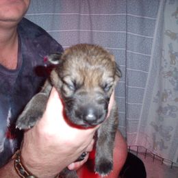 German Shepherd Puppies from Sharashe Shepherds